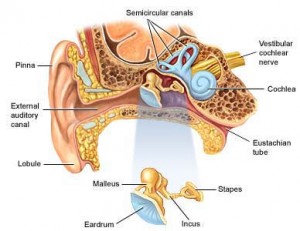 The Inner Ear